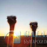 Снимка