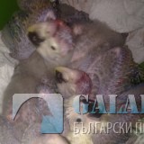 Снимка