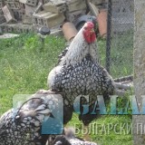 Снимка