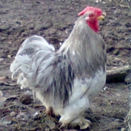 Аватар