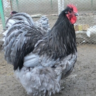 Аватар