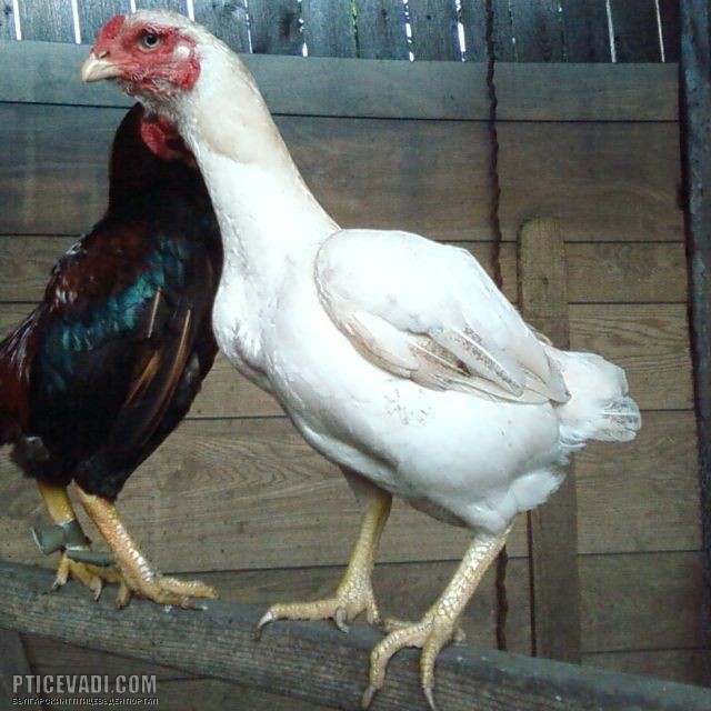 Снимка на гълъб