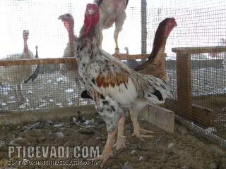 Снимка на гълъб