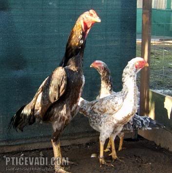Снимка на гълъб