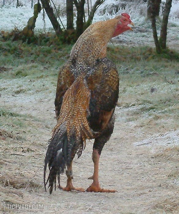 Снимка на гълъб