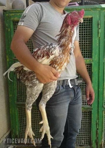 Снимка на гълъб