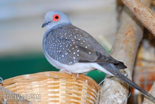 Снимка на гълъб