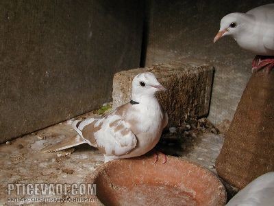 Снимка на гълъб