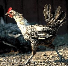 Снимка на гълъб