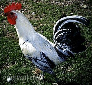 Снимка на гълъб