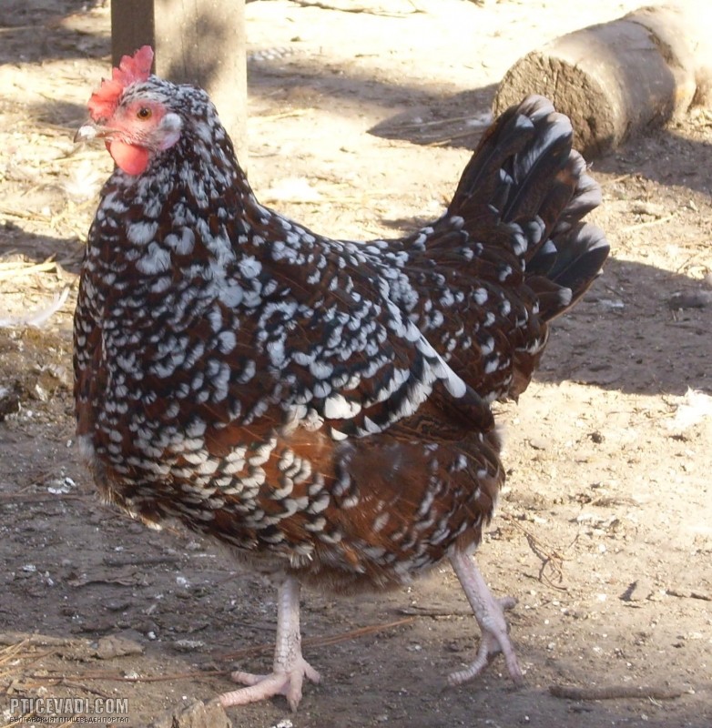 Снимка на гълъб
