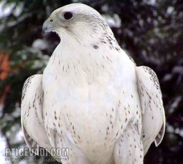 Снимка на гълъб