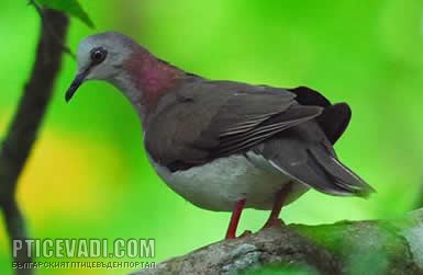 Снимка на гълъб