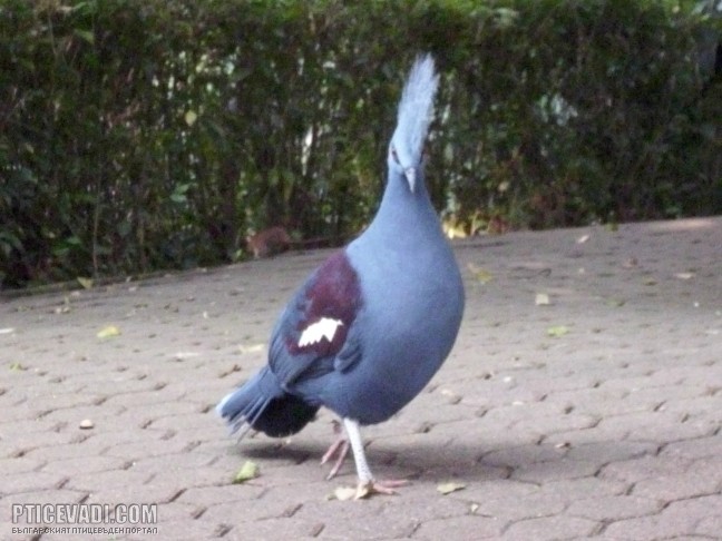 Снимка на гълъб