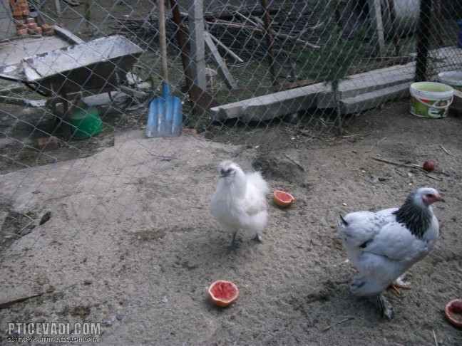 Снимка на гълъб