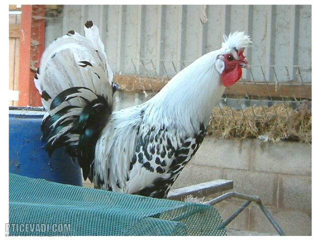 Снимка на гълъб