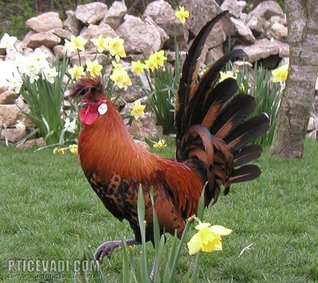 Снимка на гълъб