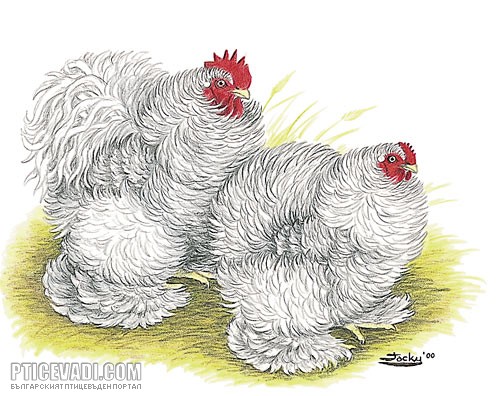 Снимка на гълъб