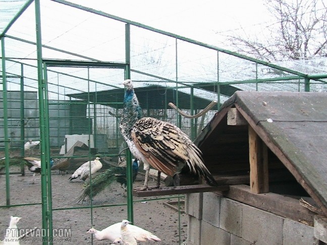 Снимка на гълъб