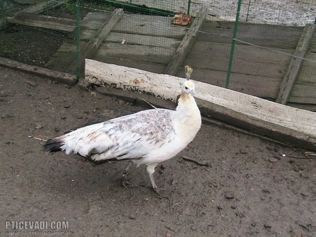 Снимка на гълъб
