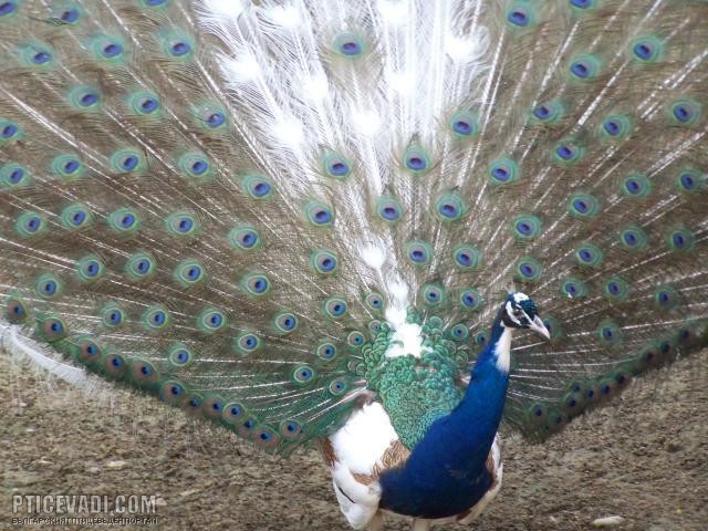 Снимка на гълъб