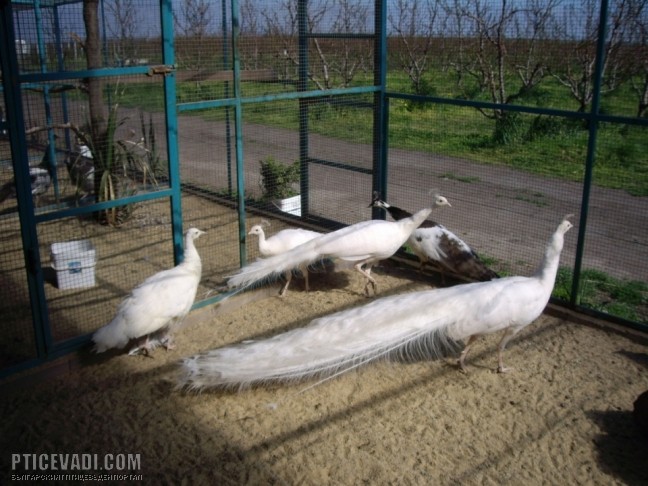 Снимка на гълъб