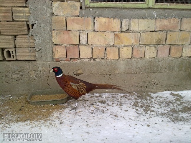 Снимка на гълъб