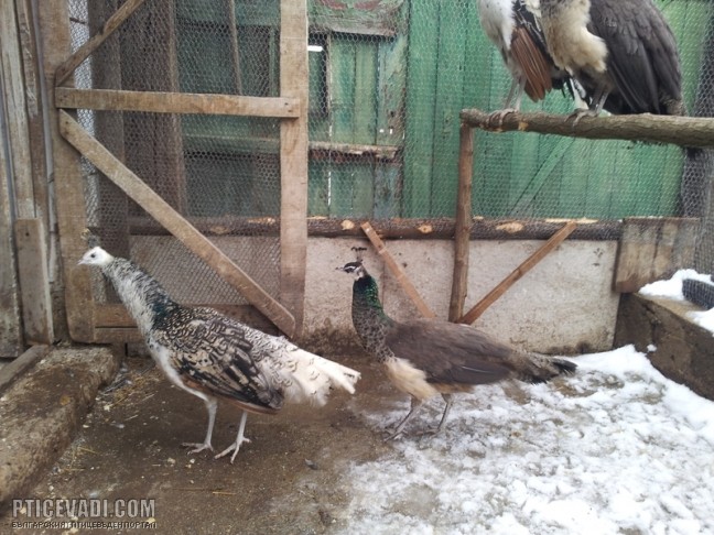 Снимка на гълъб