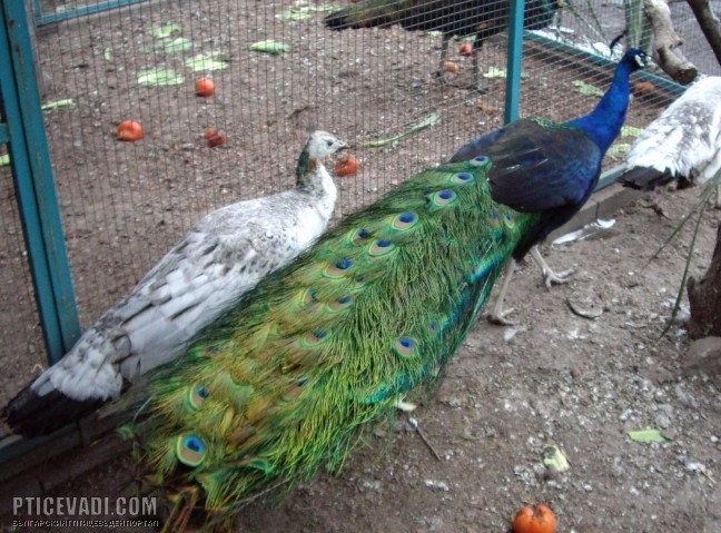 Снимка на гълъб
