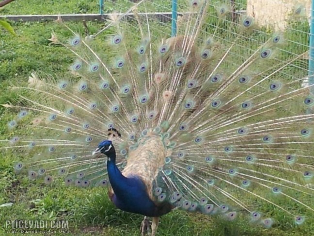 Снимка на птица