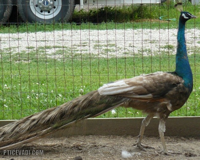 Снимка на гълъб