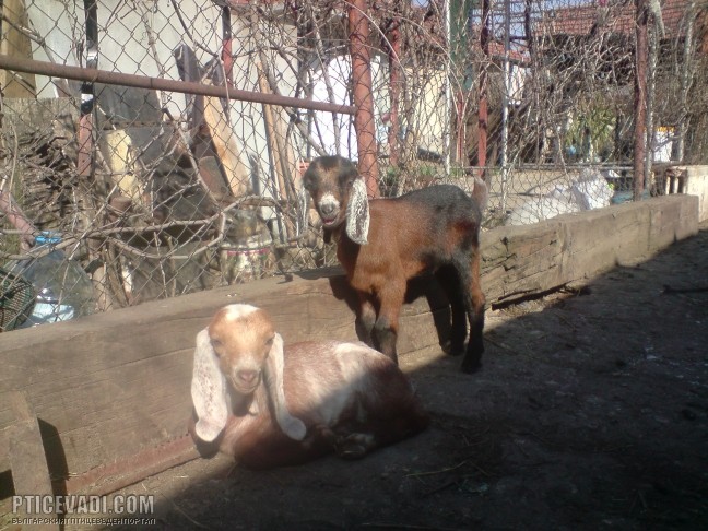 Снимка на гълъб