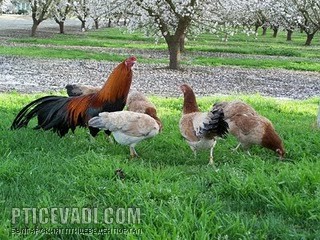 Снимка на гълъб
