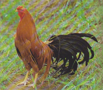 Снимка на гълъб