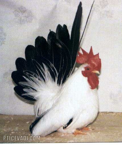 Снимка на гълъб