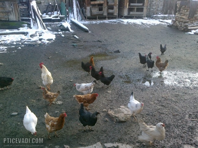 Снимка на гълъб