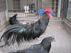 Снимка на гълъб