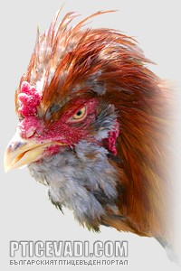 Снимка на гълъб