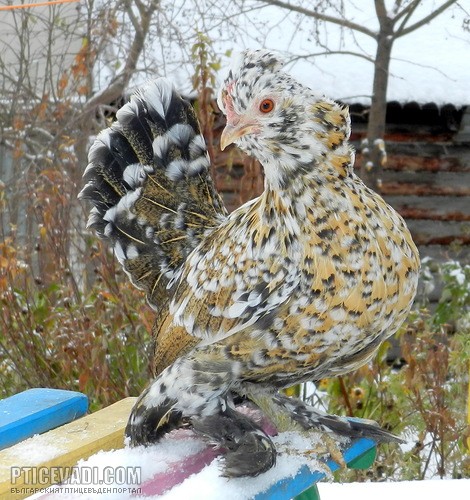 Снимка на гълъб
