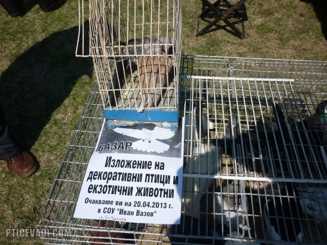 Снимка на гълъб