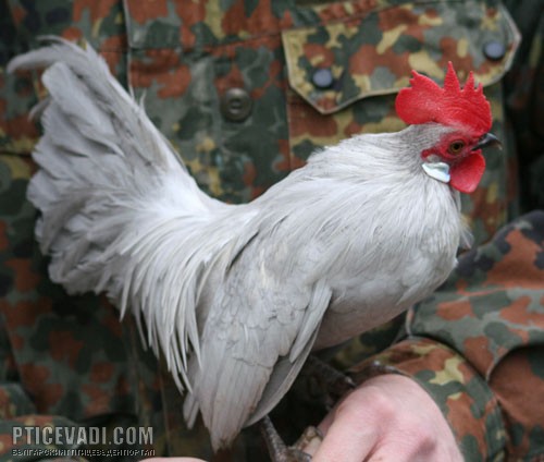 Снимка на гълъб