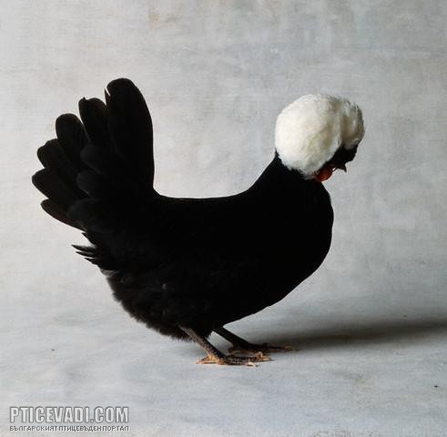 Снимка на гълъб