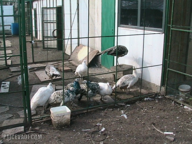 Снимка на гълъб