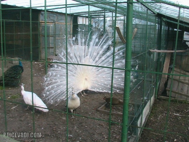 Снимка на гълъб