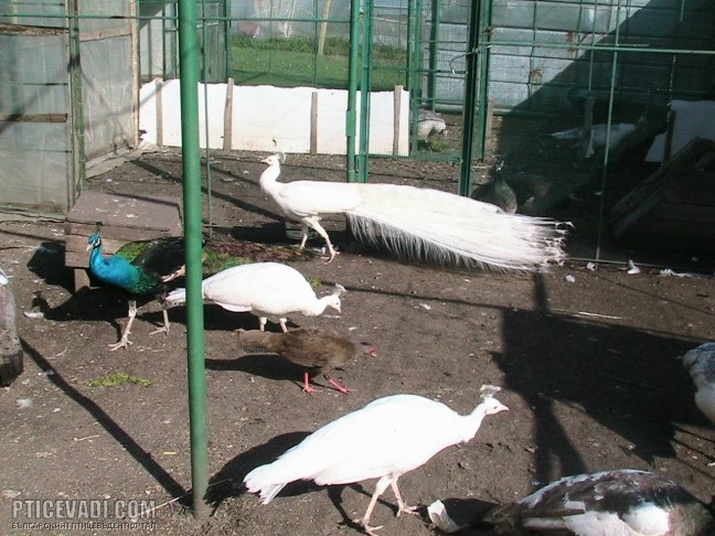 Снимка на гълъб