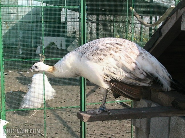 Снимка на гълъб