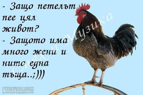 Снимка на гълъб