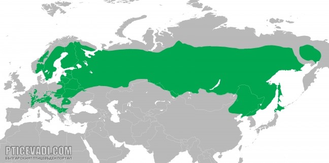 Снимка на гълъб