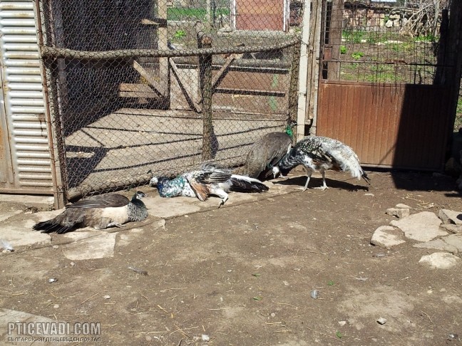 Снимка на гълъб