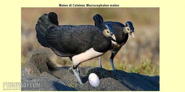 Снимка на гълъб